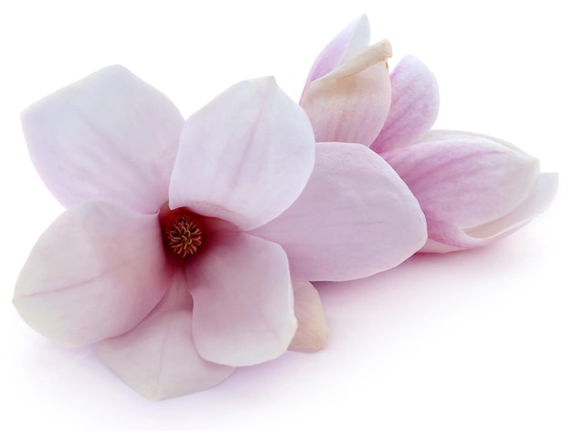 Fleur de magnolia sur fond blanc