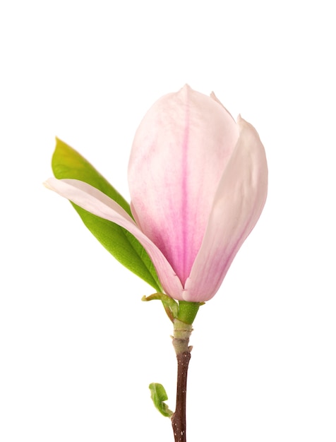 Fleur de magnolia isolé sur une surface blanche