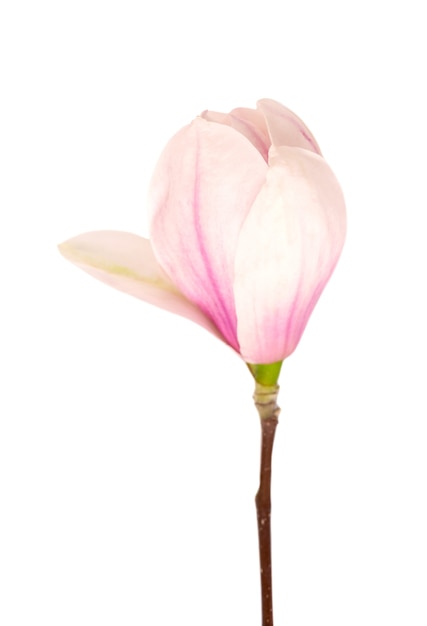 Fleur de magnolia isolé sur une surface blanche