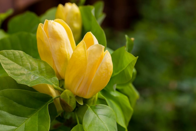 Fleur de magnolia jaune en fleurs dans le jardin brooklynensis Yellow Bird ou Yellow Lily tree macro image fond floral naturel