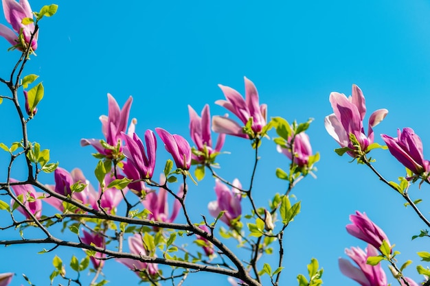 Fleur de magnolia rose sur un arbre de printemps en fleurs