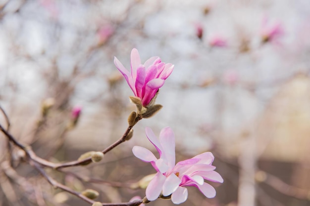 Une fleur de magnolia rose fleurit au printemps.