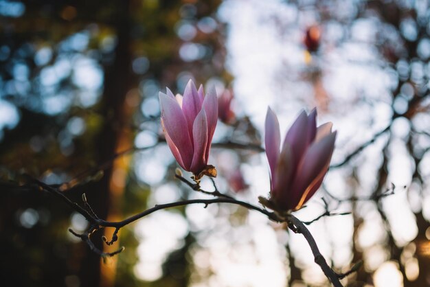 Fleur de magnolia rose