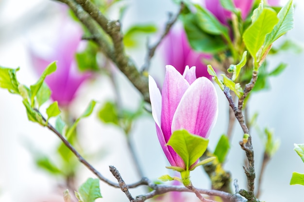 Fleur de magnolia violet sur branche d'arbre. Fleurs de Magnolia en fleurs sur fond blanc. Nature printanière, beauté, environnement. Chance, santé, concept de force vitale