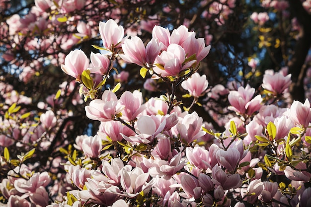 Fleur de Magnolia