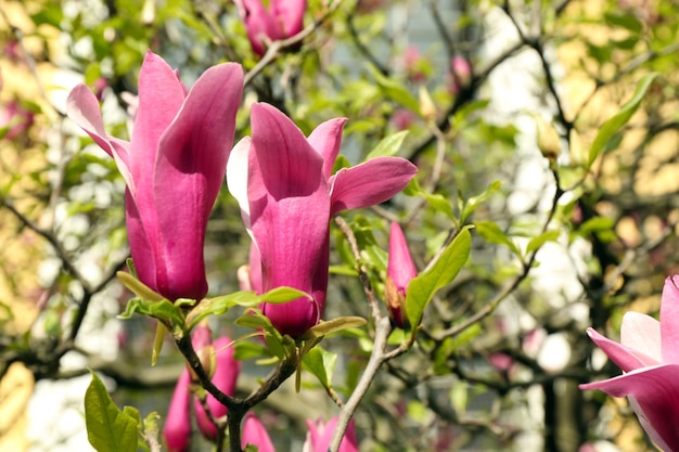 Fleur de Magnolia