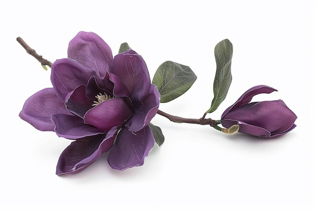 La fleur de magnolie violette isolée