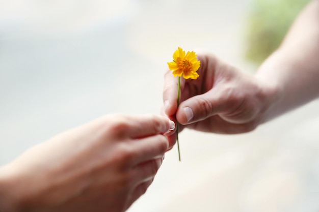 Fleur et mains humaines sur fond flou