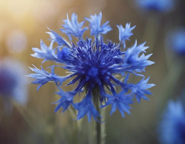 Photo une fleur de maïs bleue