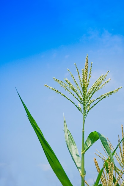 Fleur de maïs contre le ciel bleu Maïs cru sur plante fleur de maïs de grande culture