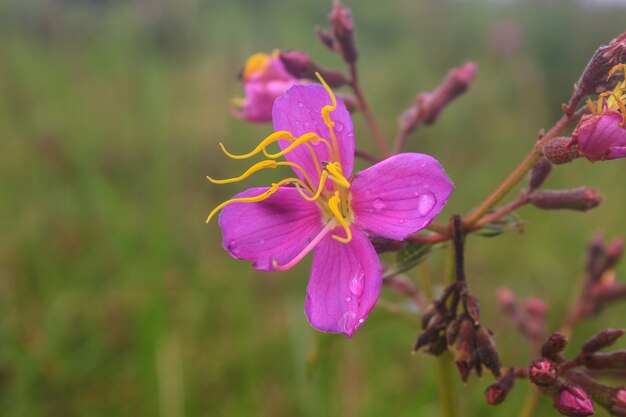 Fleur de Malabar Pourpre