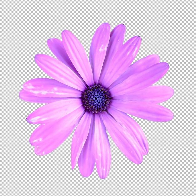 Fleur de marguerite africaine violette isolée sur fond png