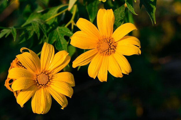 Fleur de marguerite d'arbre