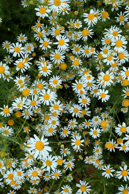 Fleur de marguerite Bellis Perennis dans la nature