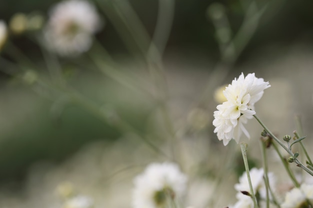 Fleur de marguerite blanche dans la nature