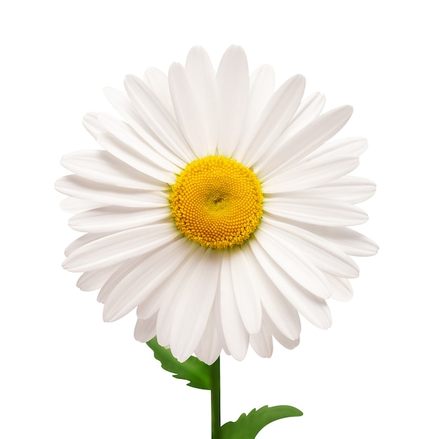 Une fleur de marguerite blanche isolée sur fond blanc. Mise à plat, vue de dessus. Motif floral, objet