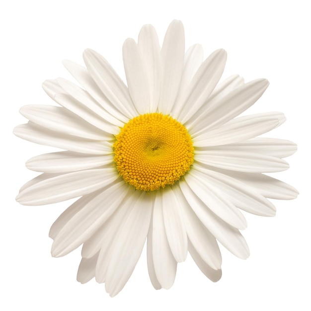 Une fleur de marguerite blanche isolée sur fond blanc Vue de dessus mise à plat Objet motif floral