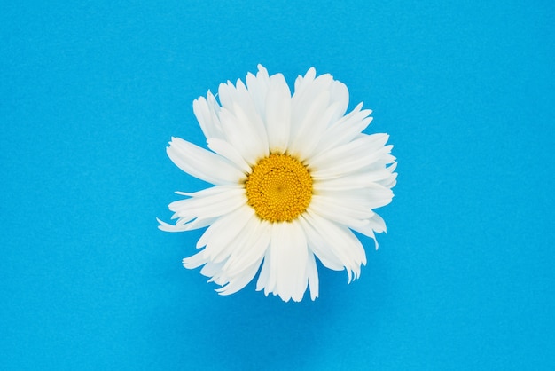 Fleur de Marguerite blanche, vue de dessus.