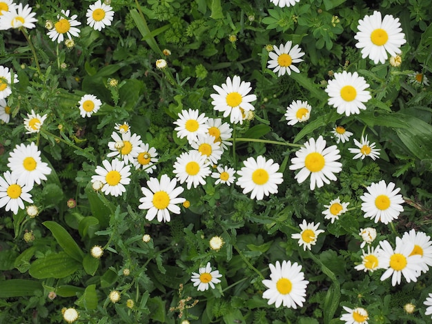 Fleur de marguerite blanche