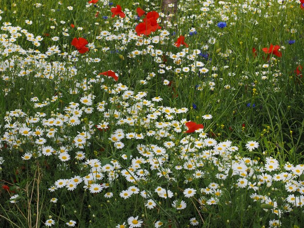 Fleur de marguerite blanche