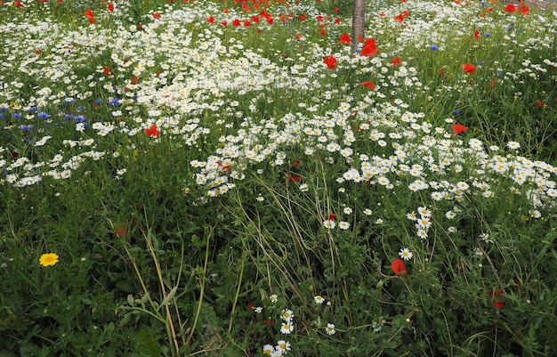 Fleur de marguerite blanche