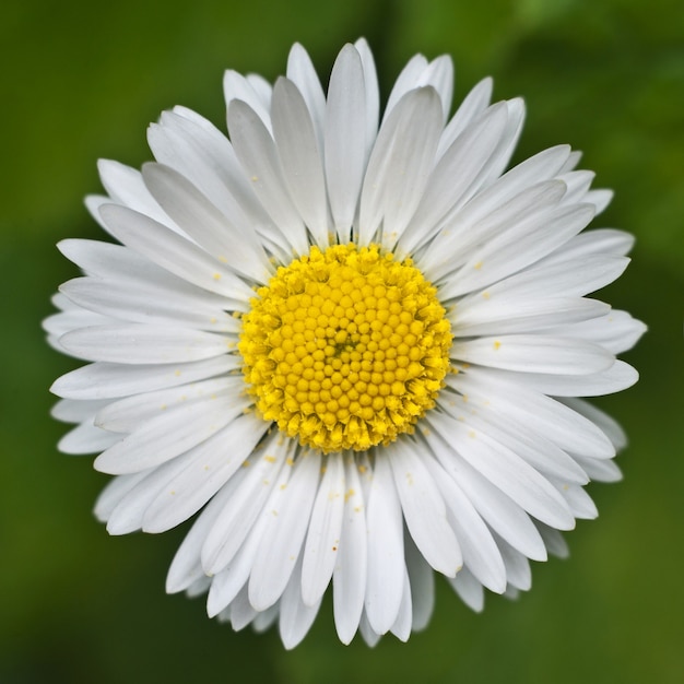 Fleur de marguerite blanche