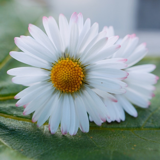 fleur de marguerite blanche