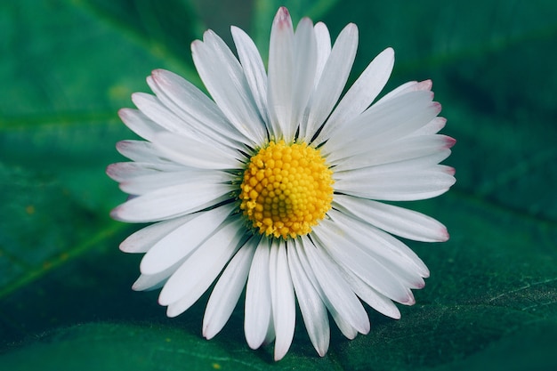 fleur de marguerite blanche