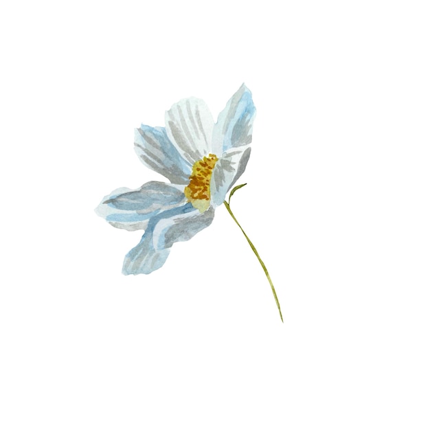 Fleur de marguerite de camomille. Une jolie esquisse à l'aquarelle. Élégance une illustration à l'aquarelle. Isolé