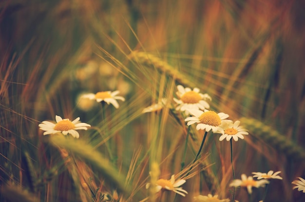 Fleur de marguerite sur le champ de blé d'été