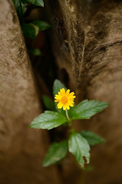 Fleur de marguerite des champs jaune brésilien