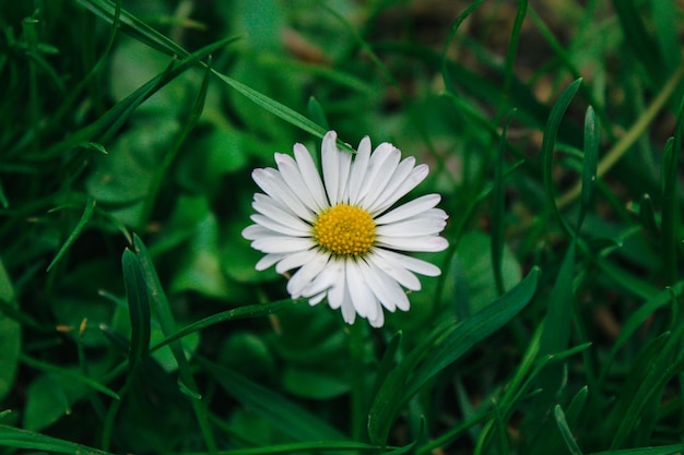 Fleur de marguerite dans l'herbe