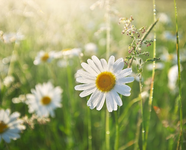 Fleur de marguerite dans la rosée du matin