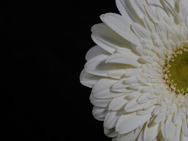 Fleur de marguerite gerbera blanc isolé sur fond noir