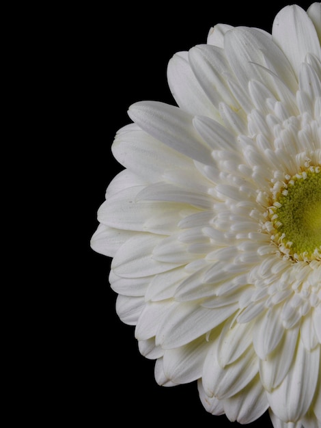 Fleur de marguerite gerbera blanc isolé sur fond noir