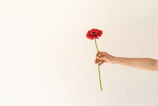 Fleur de marguerite Gerbera dans la main de la femme sur fond blanc