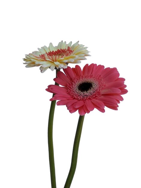 Fleur de marguerite Gerbera isolé sur fond blanc