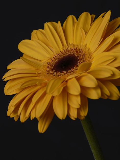 Fleur de marguerite gerbera jaune isolé sur fond noir