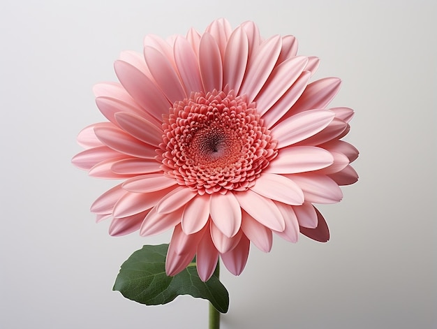 Fleur de marguerite de gerbera rose sur un fond blanc