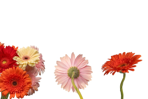 Fleur de marguerite gerbera rouge isolée sur une fleur blanche