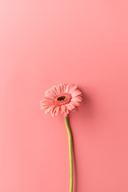 Fleur de marguerite gerbera unique sur fond rose. Mise à plat de conception minimale. Couleurs pastel