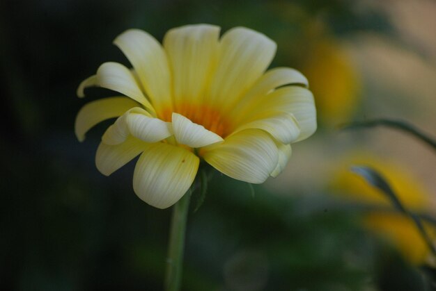 Photo fleur de marguerite de gerbera