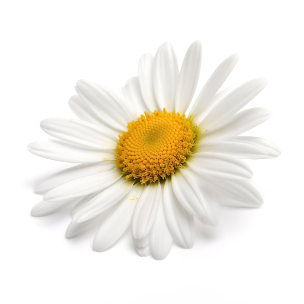 Fleur de marguerite avec isolé sur fond blanc générer ai