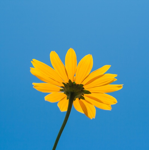 Fleur de marguerite jaune vif sur fond de ciel bleu