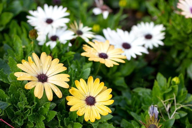 Fleur de marguerite osteospermum colorée avec goutte d'eau dans le jardin