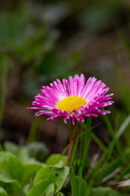 Fleur de marguerite rose en fleurs sur fond vert en macrophotographie printanière