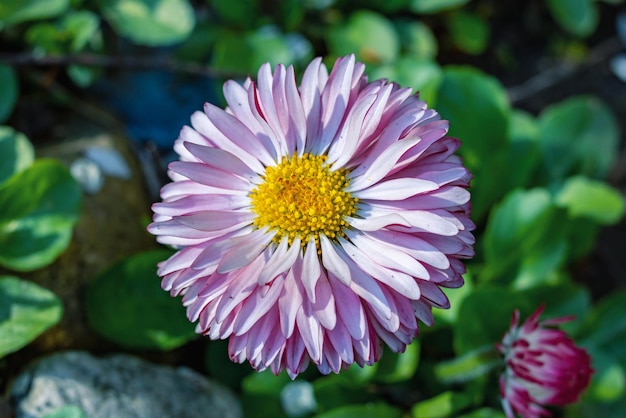 Fleur de marguerite rose parmi les feuilles vertes libre