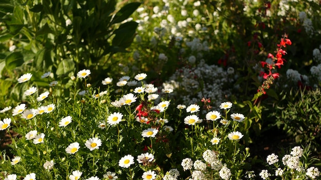 Fleur de marguerite rose tendre, marguerite délicate. Botanique naturel gros plan arrière-plan. Fleurs sauvages fleurissent au printemps matin jardin ou prairie, jardinage domestique en Californie, USA. Flore printanière.