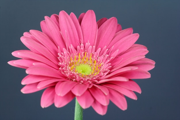 Fleur de marguerite rose