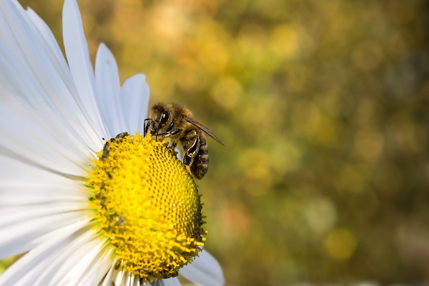 Fleur de marguerite unique de printemps et abeille avec arrière-plan flou. Fond d'été et de printemps.